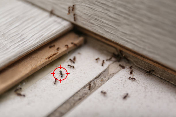 Best Pest Control Near Me in Benson, UT