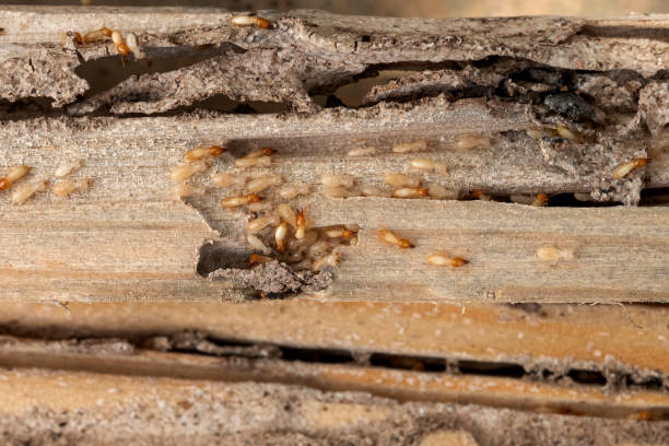 Best Ant Control Services  in Benson, UT
